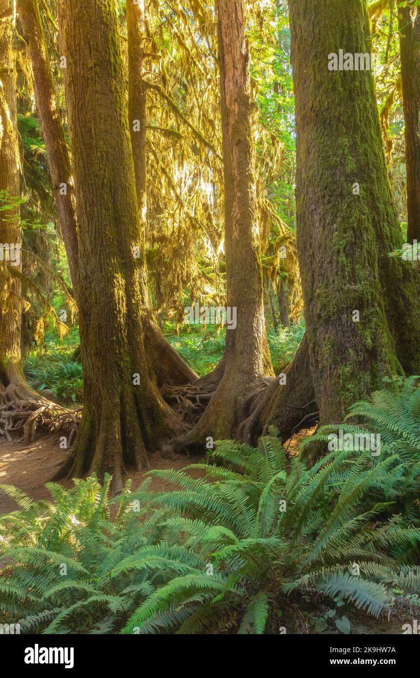 Das Bild fängt eine ruhige Szene in einem dichten Regenwald im Olympic National Park, Washington, ein und zeigt die komplizierte Schönheit der Natur. Stockfoto