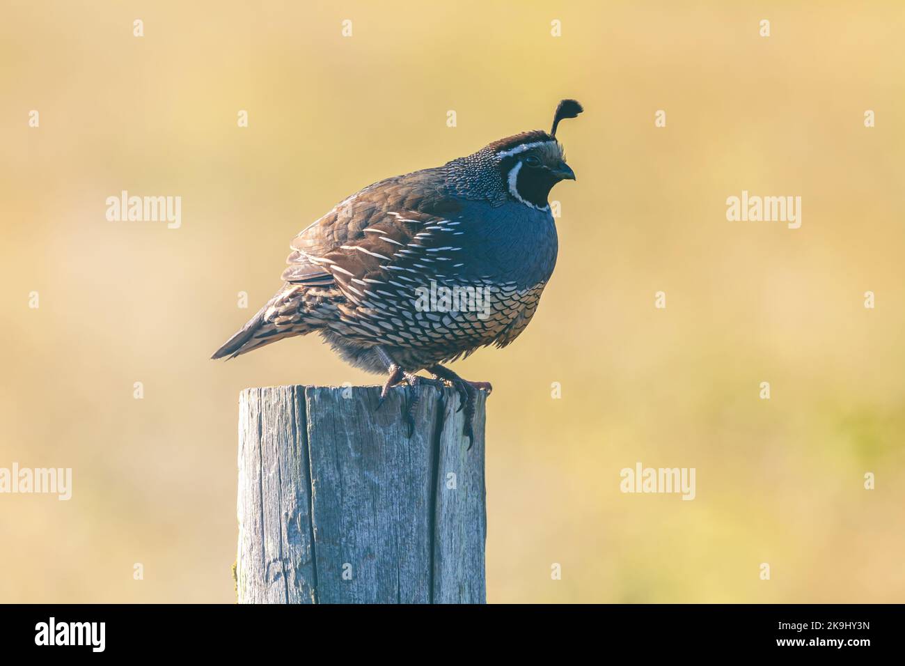 Männliche kalifornische Wachtel (Callipepla californica), Point Reyes National Seashore, Kalifornien, USA. Stockfoto