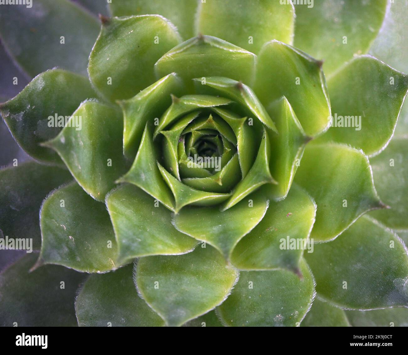 Teal Kaktusblätter. Kaktus-Pflanzenmuster. Stockfoto