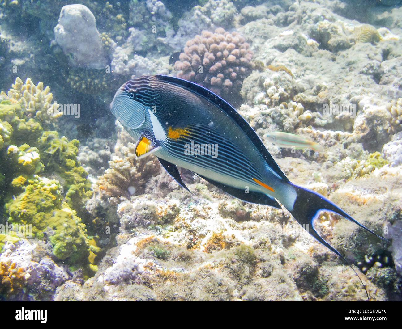 Sohal-Surgeonfish oder Acanthurus Sohal oder Sohal-tang, endemisch am Roten Meer. Bunte Fische und Korallen in Ägypten. Stockfoto