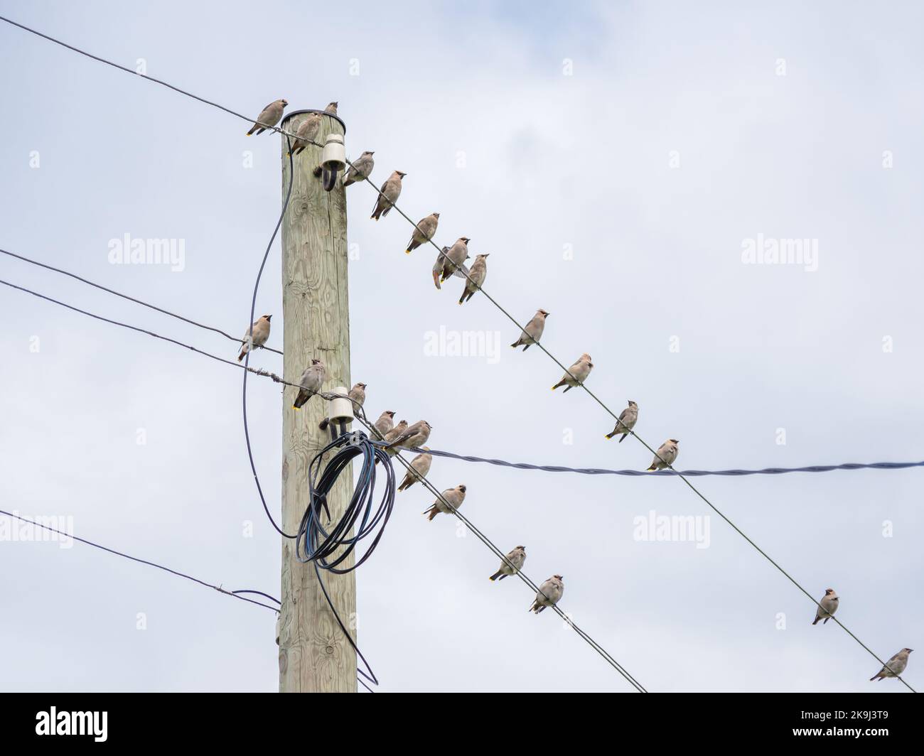 Ein Schwarm böhmischer Wachsflügler oder Bombycilla garrulus starkt auf elektrischen Drähten. Sternengroße Singvögel auf dem Hintergrund des Himmels. Stockfoto