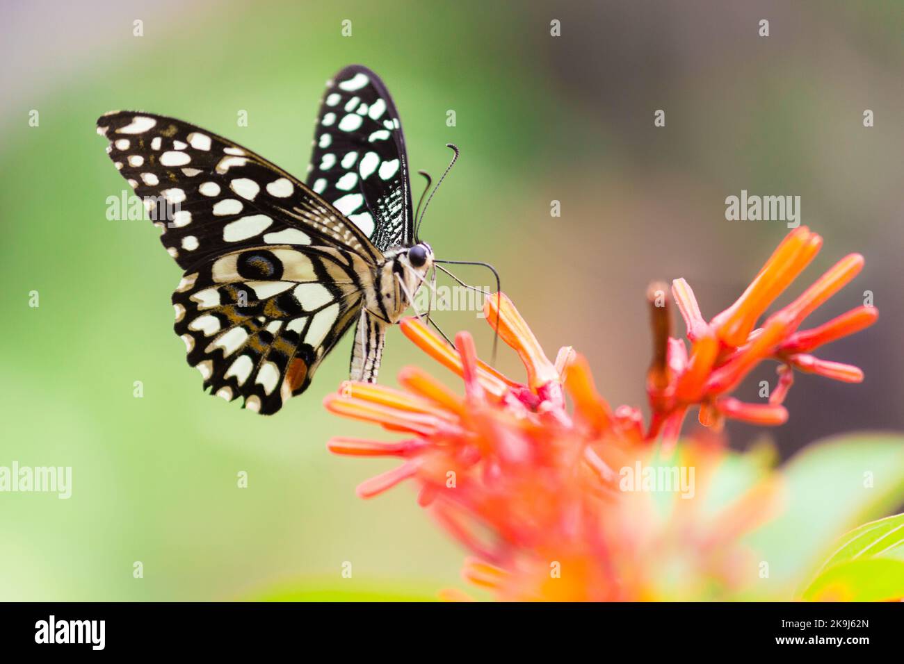 Schöner Schmetterling auf der Blumenpflanze in Naturen grünem Hintergrund Stockfoto