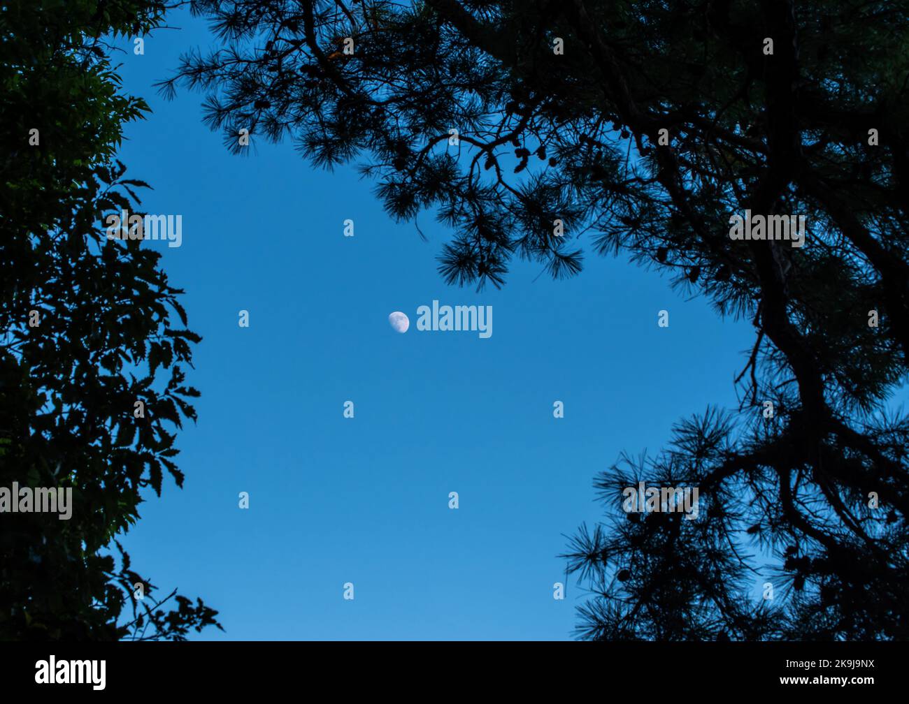 Vor einem blauen Himmel und unfokussierten Schattenbaumblättern wirkt der Teilmond in Missouri eher elegant und unverwechselbar. Stockfoto