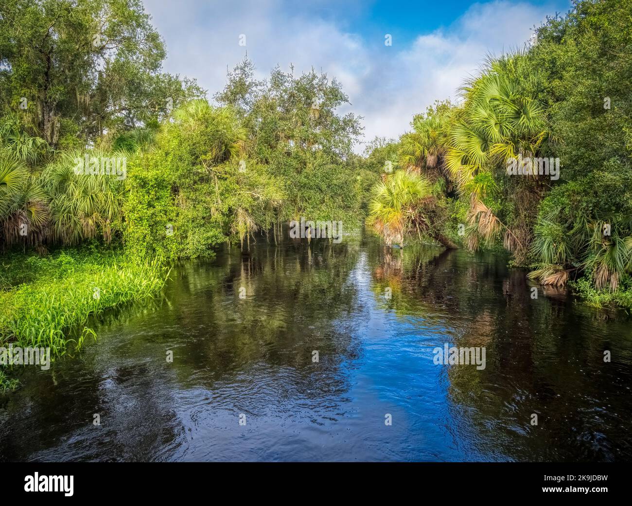 Blauer Himmel mit weißen Wolken über dem Myakka River State Park in der US-amerikanischen Stadt Stockfoto