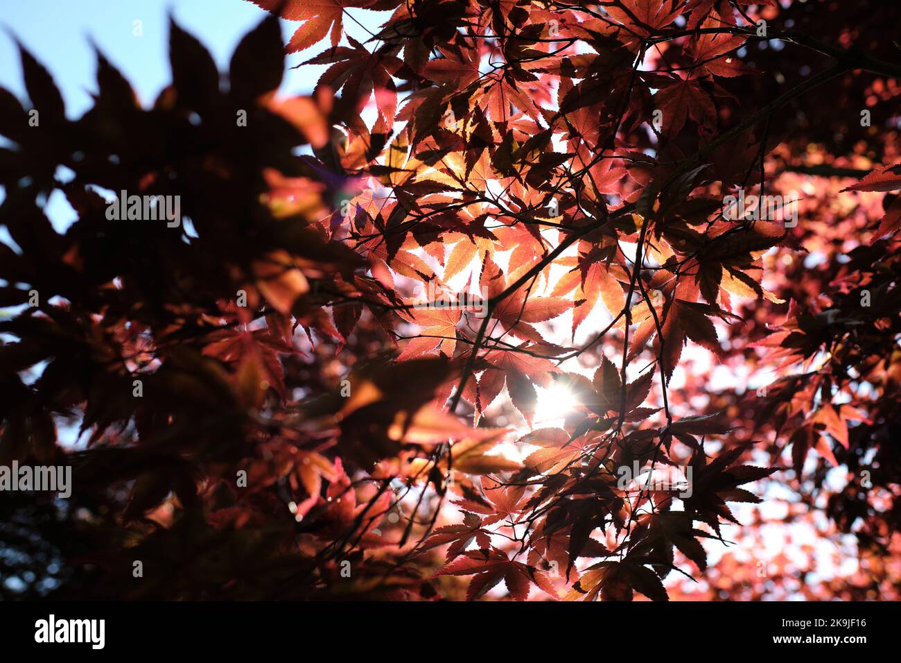 Roter Ahorn In Der Sonne Stockfoto