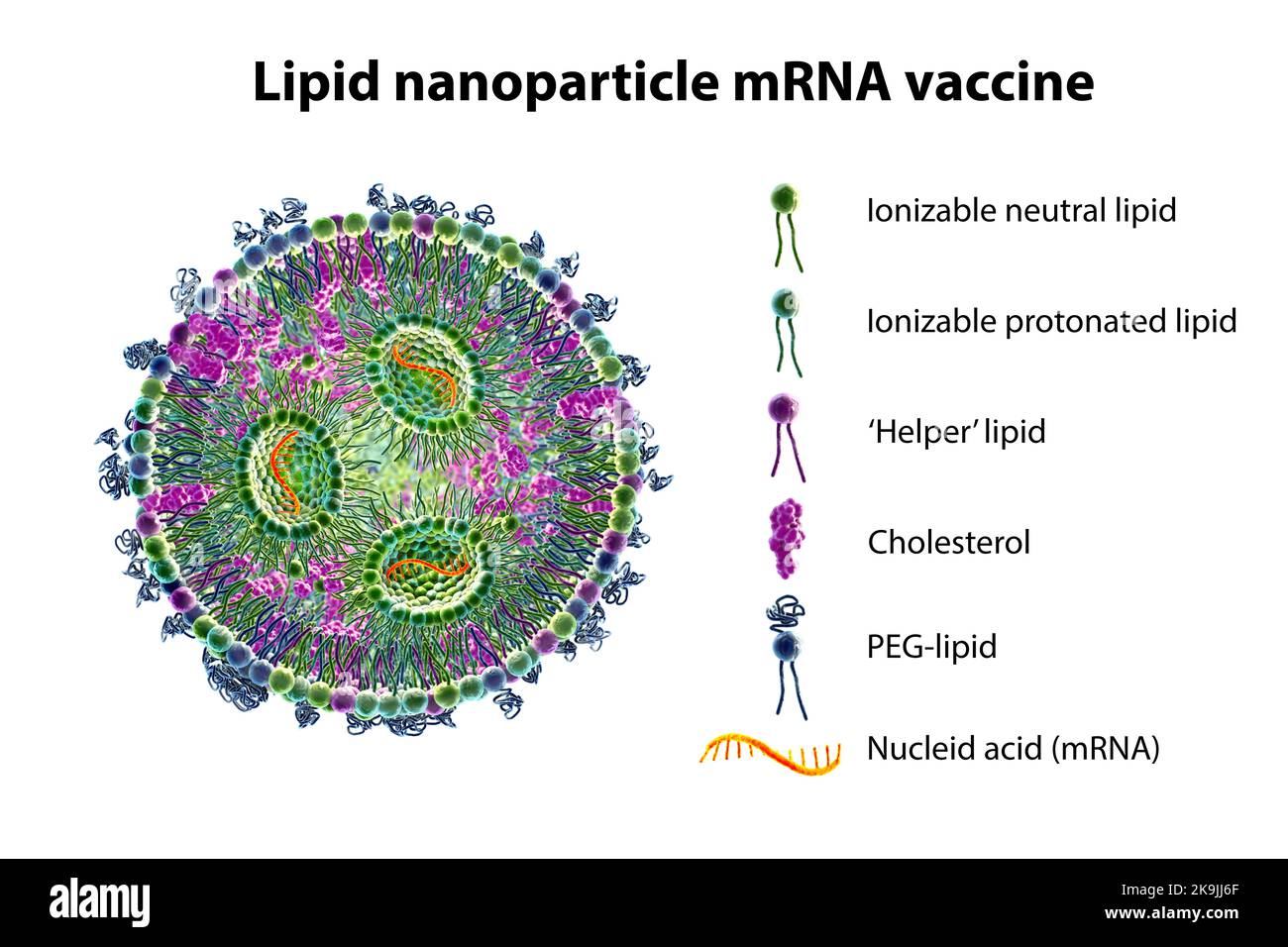 Lipid Nanoparticle mRNA-Impfstoff, Illustration Stockfoto