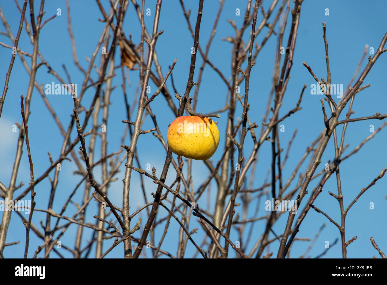Der letzte Apfel hängt an einem Baum mit abgefallenen Blättern, an einem blauen Himmel. Herbst in der Apfelallee. Stockfoto