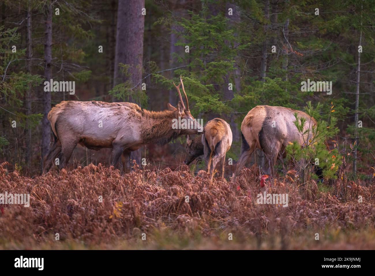 Elch in Clam Lake, Wisconsin. Stockfoto