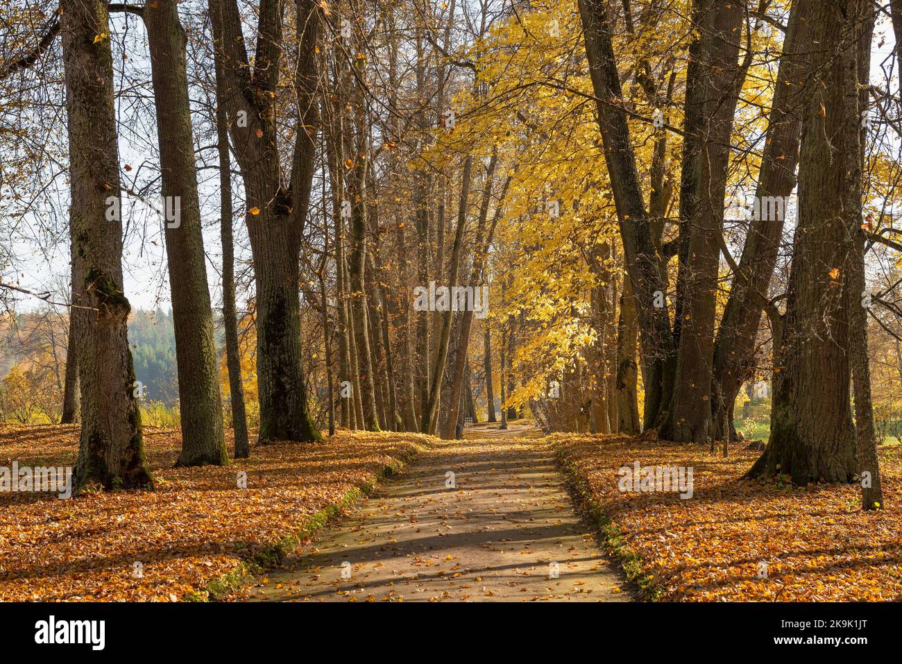 Goldener Herbst auf der Gasse des alten Parks. Petrowskoje, Puschkinskije Gory. Russland Stockfoto