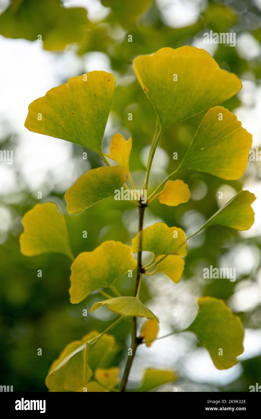 Herbstblätter von Ginkgo biloba, allgemein bekannt als Ginkgo, Gingko