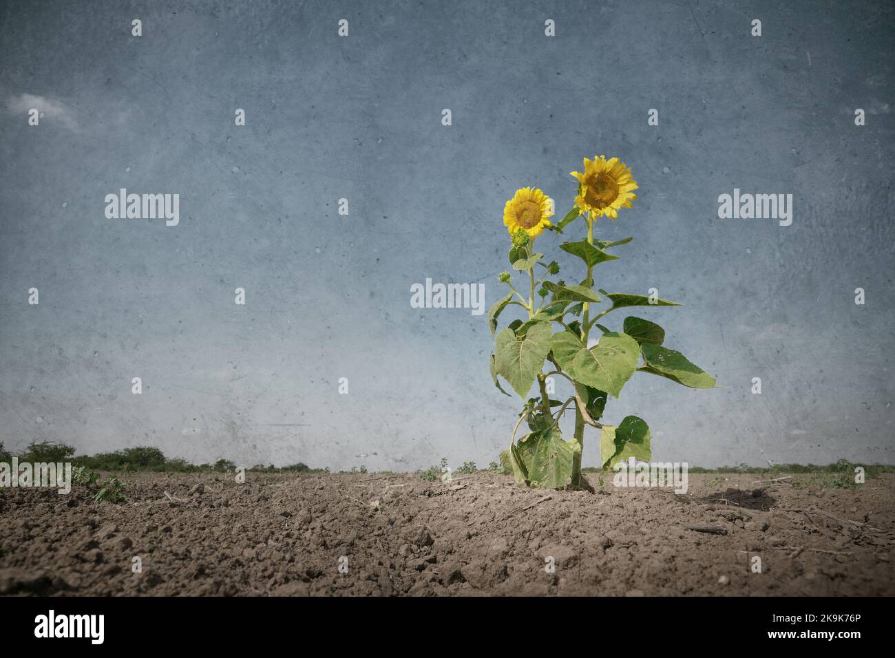 Solitude Sonnenblumen auf trockener Wiese. Kunst Natur conceptaul Landschaft. Stockfoto