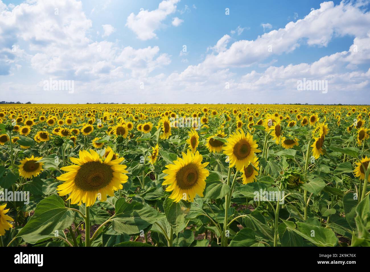 Großes Sonnenblumenfeld am Tag. Zusammensetzung der Natur. Stockfoto