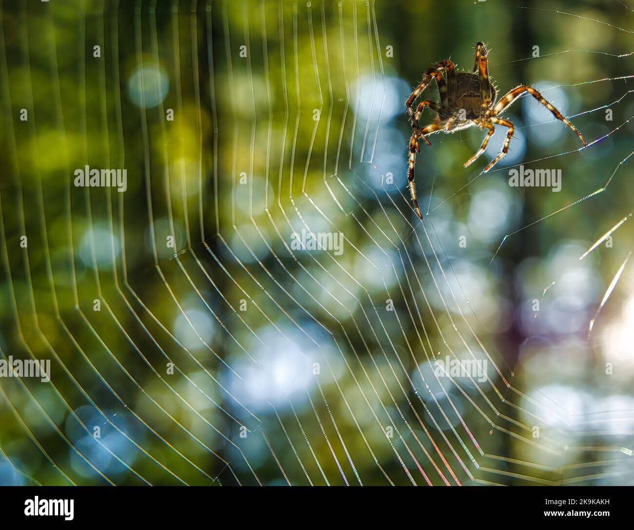 Orb-Weberspinne webt im Wald während des Morgensonnenaufgangs Stockfoto