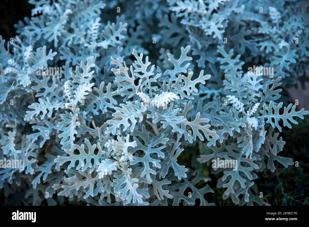 Silberne Artemisia Pflanze aus der Nähe im Garten Stockfoto