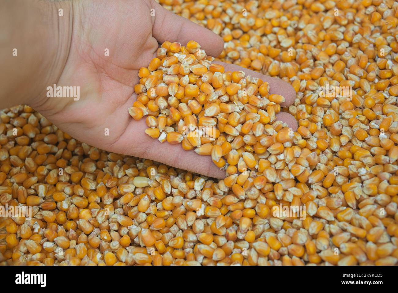 Farmer Hand beim Berühren geernteten Mais Mais Mais Körner, landwirtschaftliche Rohkost, Preiskrise Stockfoto