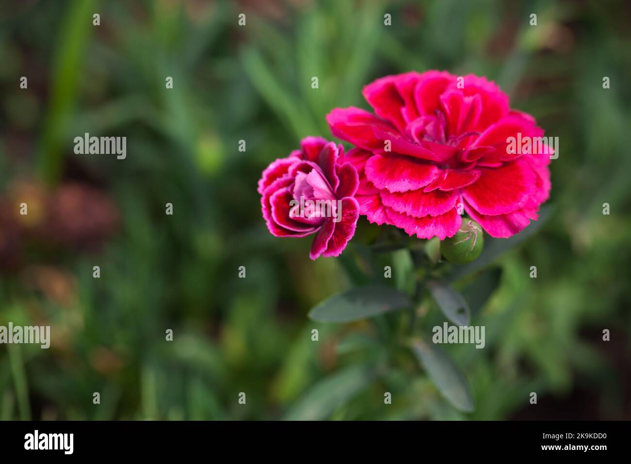 Rote Blüten von Dianthus caryophyllus, Makrofoto mit selektivem Weichfokus Stockfoto
