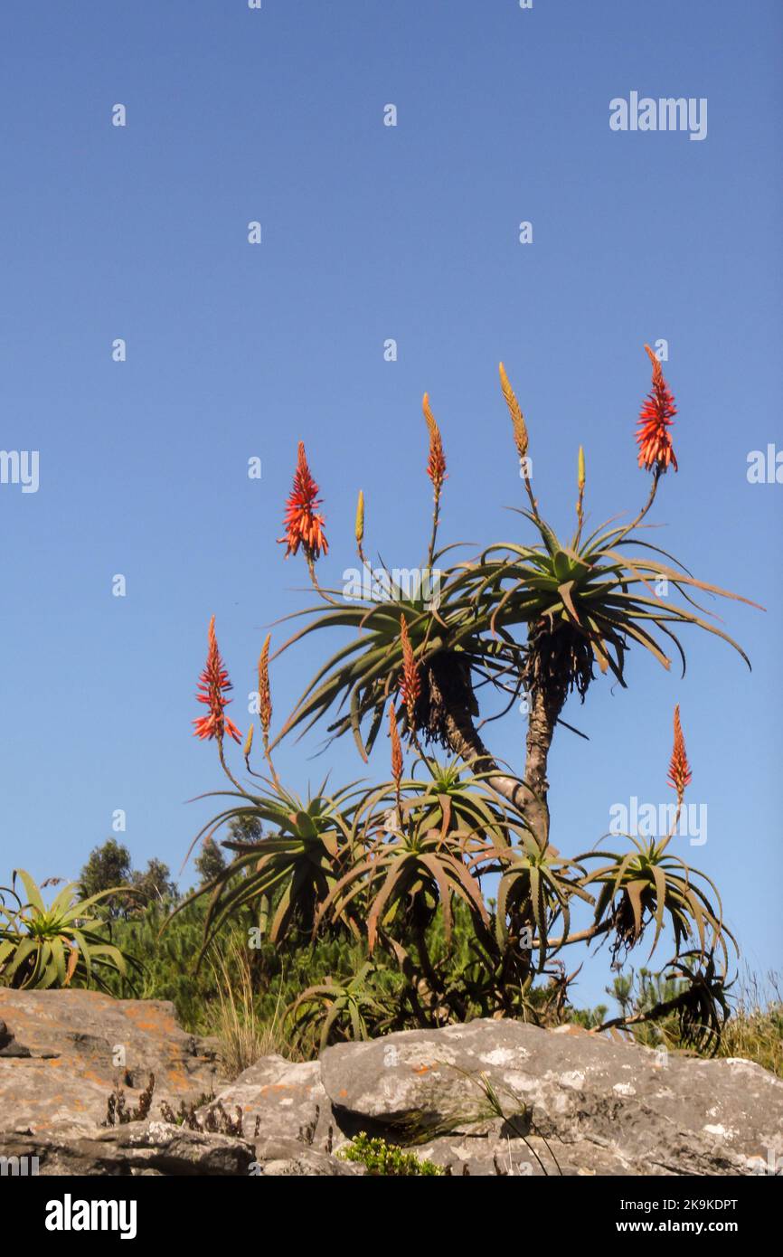 Ein Krantz Aloe, Aloe Arborescens, in voller Blüte, vor einem blauen Himmel, wächst auf einem Felsen in der Kaapsce-Korpusregion in Südafrika Stockfoto