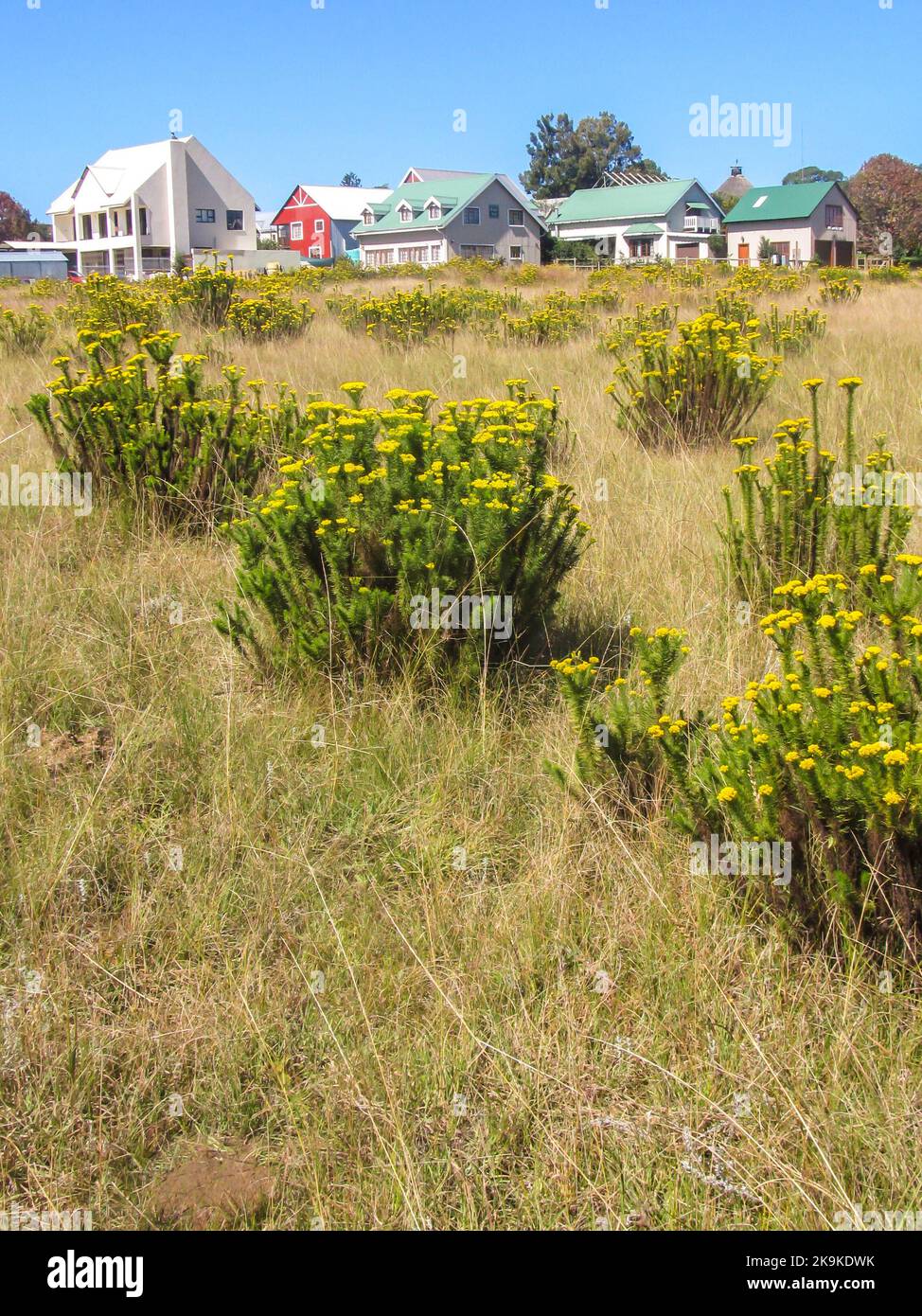 Malerischer Blick auf die kleine historische Bergbaustadt Kaapsche Hoop in Südafrika, mit gelben Blüten der Geelblombos im Vordergrund. Stockfoto