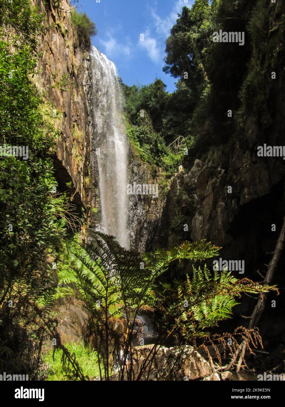 Majestätischer Wasserfall in einer geschützten Schlucht, mit einem Waldfarn im Vordergrund, in Kaapsche Hoop, Mpumalanga, Südafrika. Stockfoto