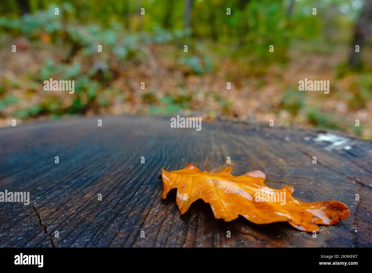 Einzelnes Eichenblatt auf einem geschnittenen Baumstamm im Wald im Herbst Stockfoto