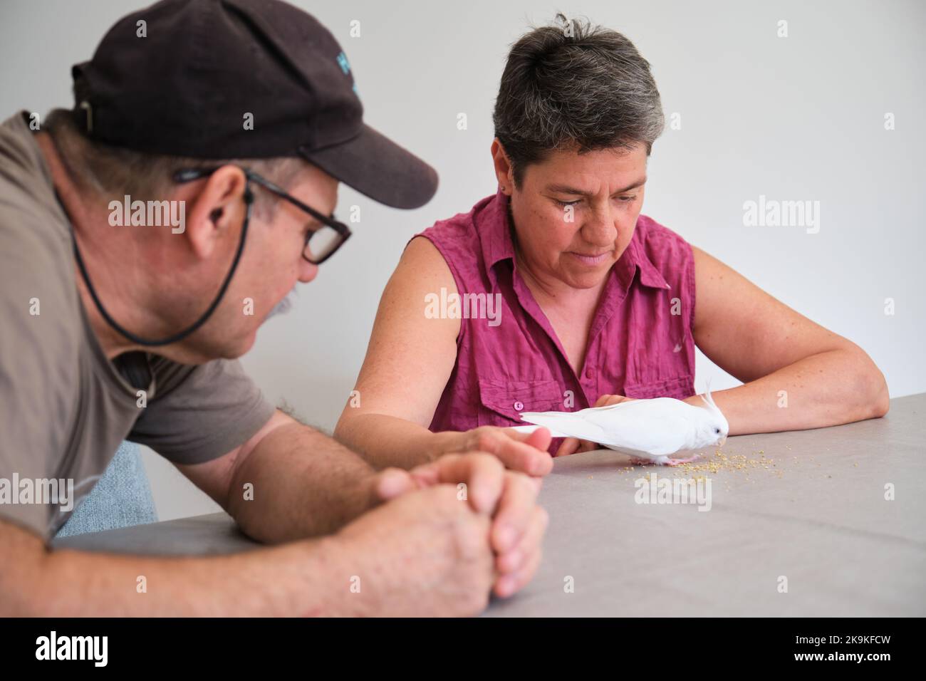 Reifes erwachsenes Paar, das Albino-Kakadus mit Hirse füttert. Stockfoto