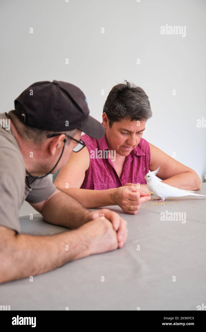 Reifes erwachsenes Paar, das Albino-Kakadus mit Hirse füttert. Stockfoto