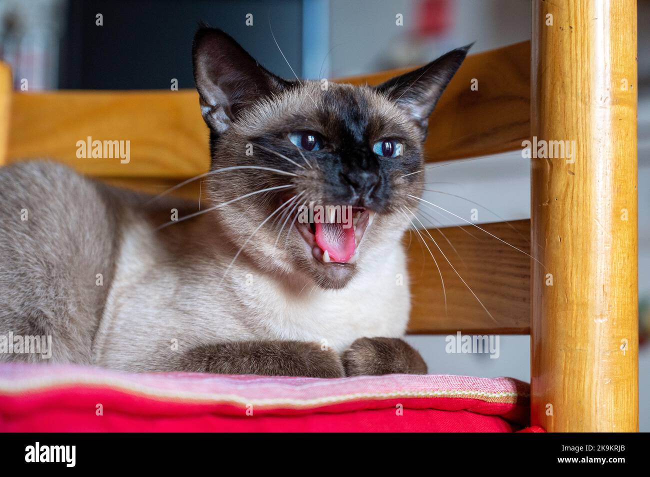 Wütend siamesische Katze auf dem Stuhl. Mund offen Katze. Katze innen Stockfoto
