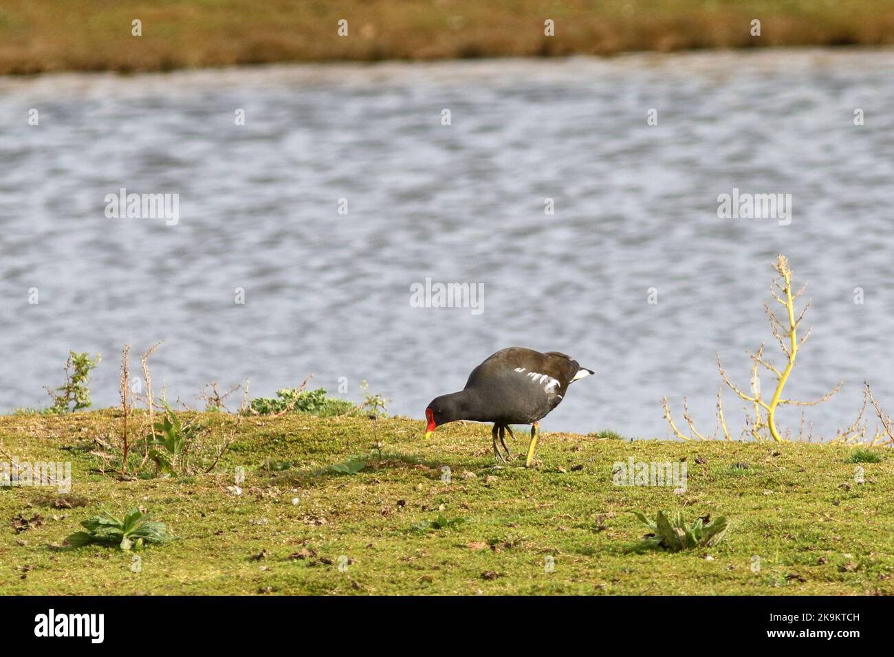 Teichhuhn (Gallinula Chloropus) Stockfoto