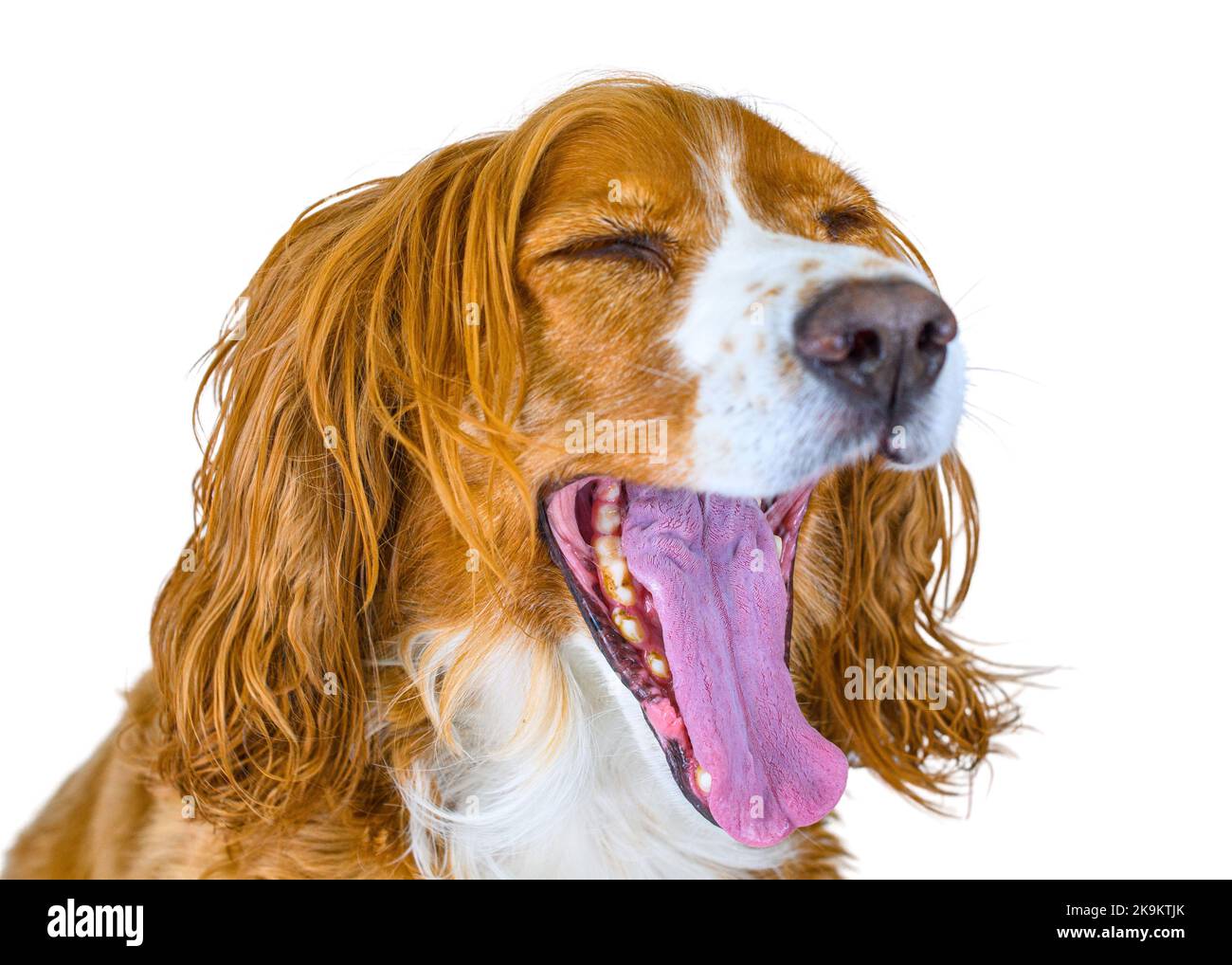 Niedlichen Hund Haustier isoliert in weißem Hintergrund Stockfoto