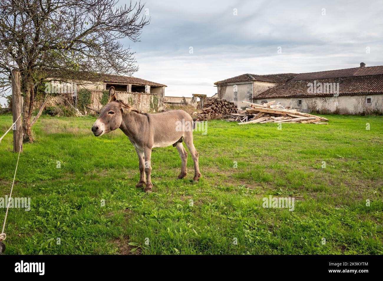 Lachaise, Oktober 22. 2022: Ein junger Esel in der Charente Stockfoto
