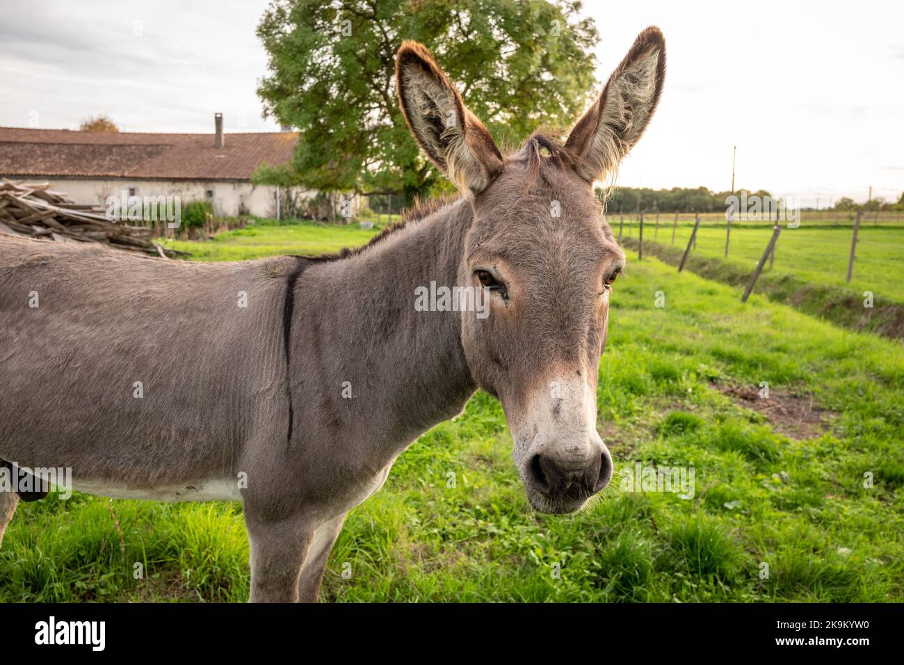 Lachaise, Oktober 22. 2022: Ein junger Esel in der Charente Stockfoto