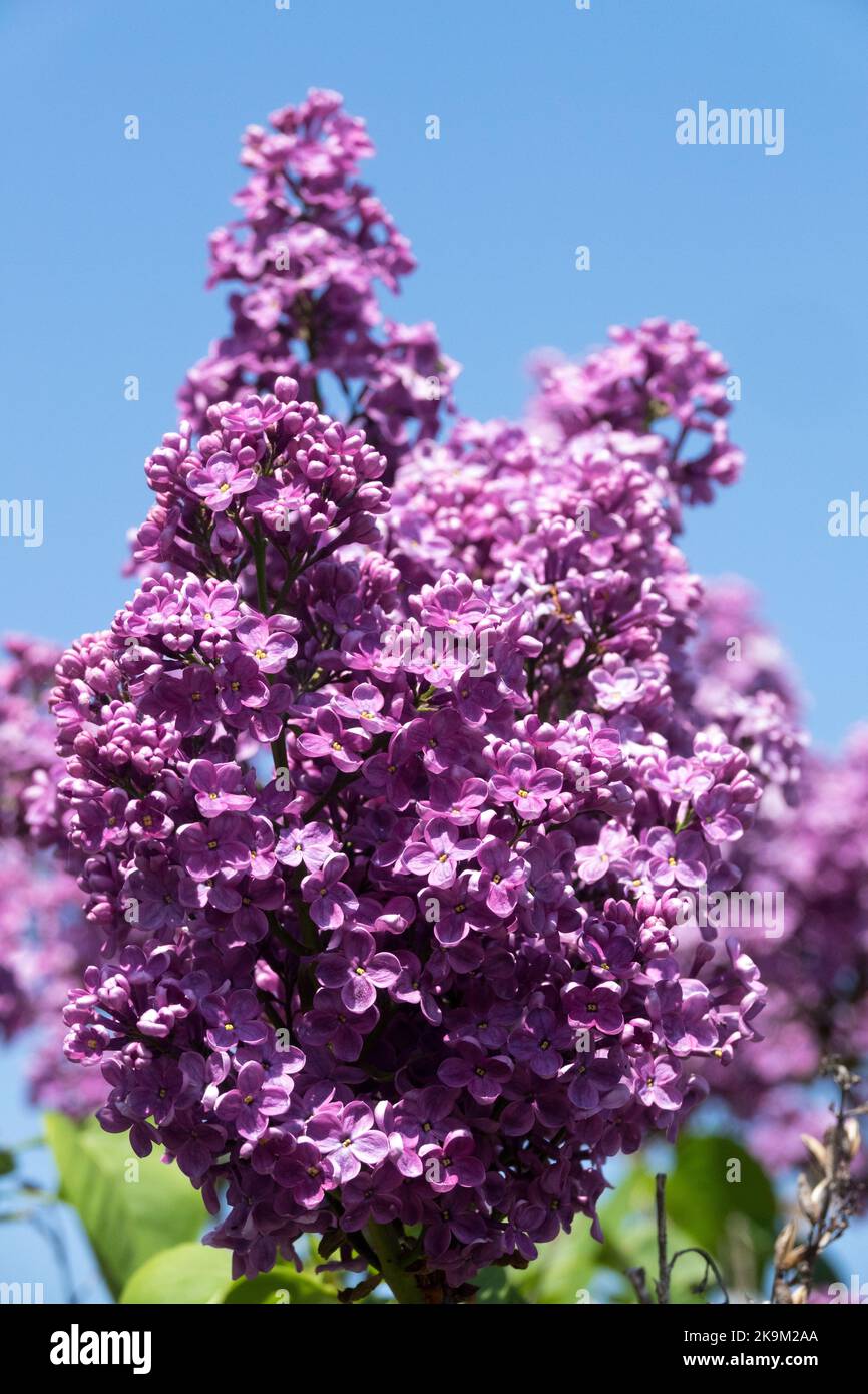 Aromatisch, Schön, Blumen, Duft, Lila, Französisches Flieder, Lila syringa, Duft, Blüten, Syringa vulgaris „Ätna“ Stockfoto