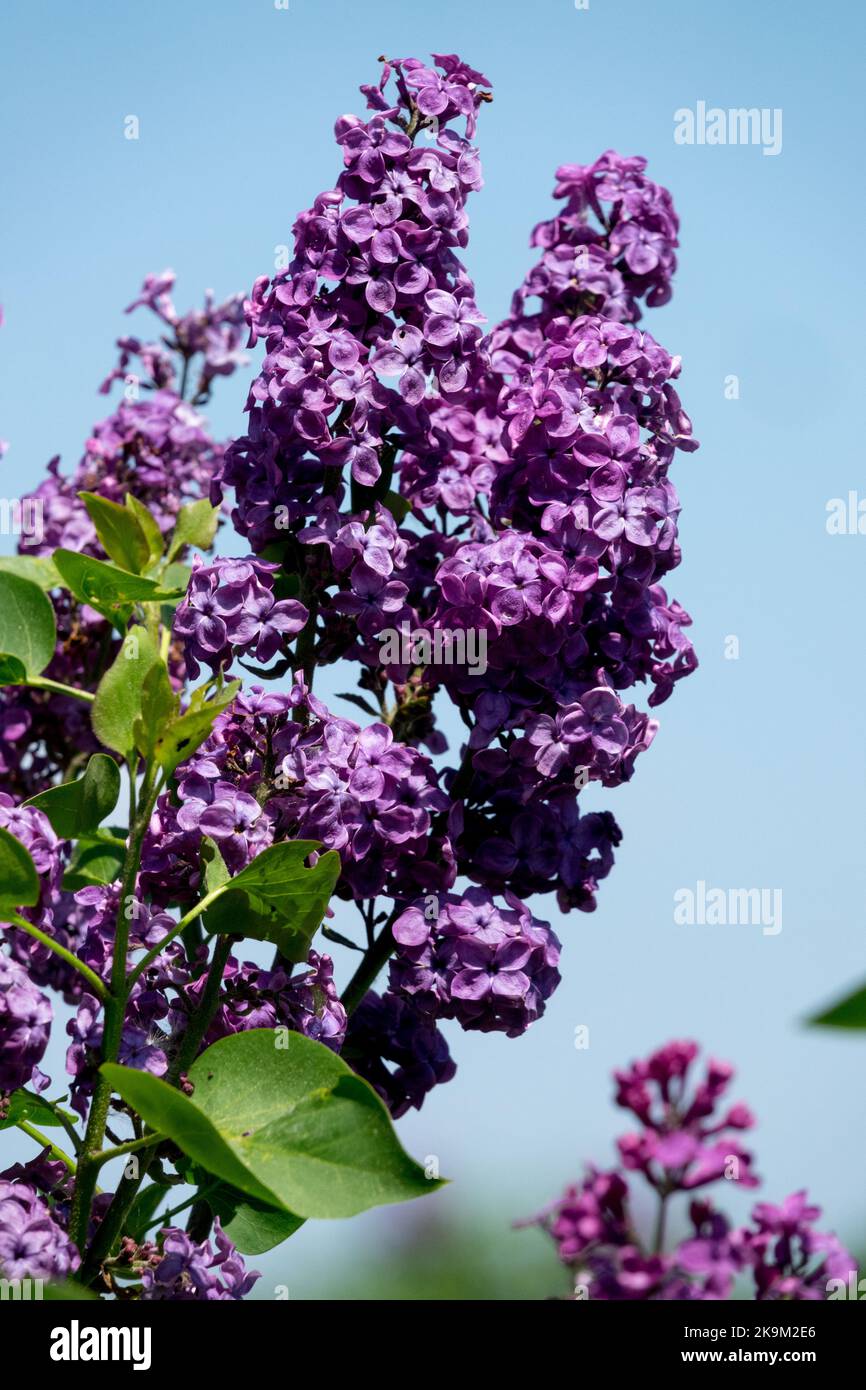 Ein Duft, Flieder, Blumen, gemeiner Flieder, Blühend, Frühling, Blüte, Pflanze, Syringa vulgaris, Himmel Stockfoto