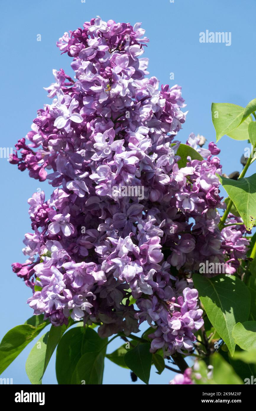 Flieder, Syringa Flieder, Duft, französisches Flieder, Syringa vulgaris „Milton“ Stockfoto