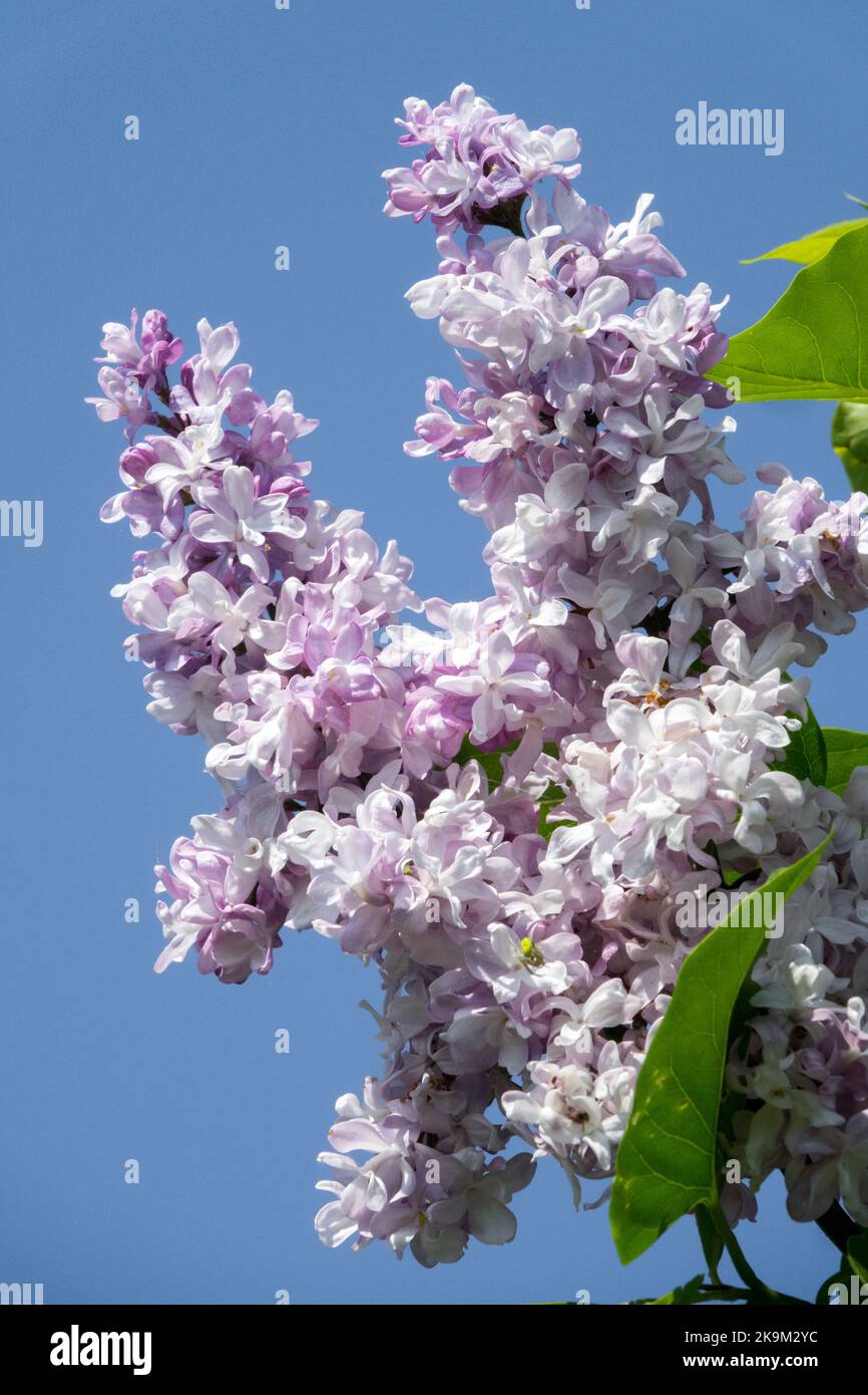 Flieder, schön, Syringa 'Madame Antonie Buchner', französischer Flieder, blühend, Frühling, blühend, Gemeiner Lilac Syringa vulgaris Stockfoto