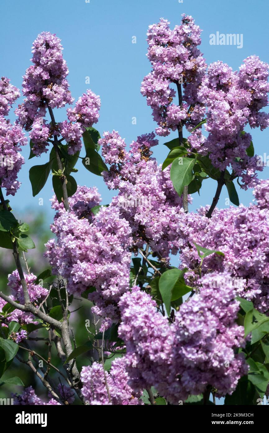 Flieder, Shrub, Syringa vulgaris, Gemeine Flieder, Lila syringa, Pamjat o Vechove, Blumenstrauch, Lila, Flieder Stockfoto