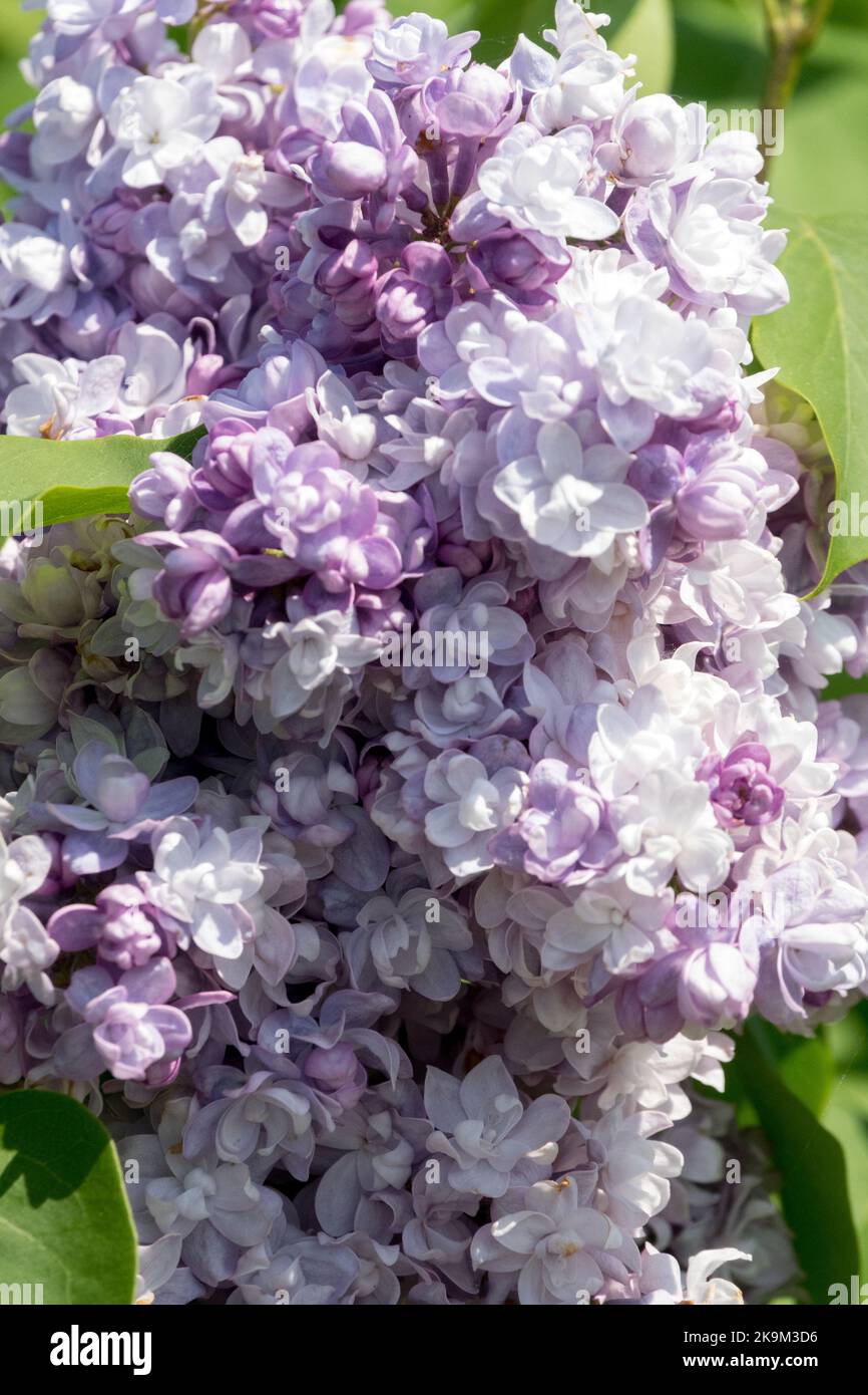 Lila, Syringa vulgaris „Leon Gambetta“, Licht, Farbe, hell, Blüte, Duftend, Lavendel-Blüten-Lila Stockfoto