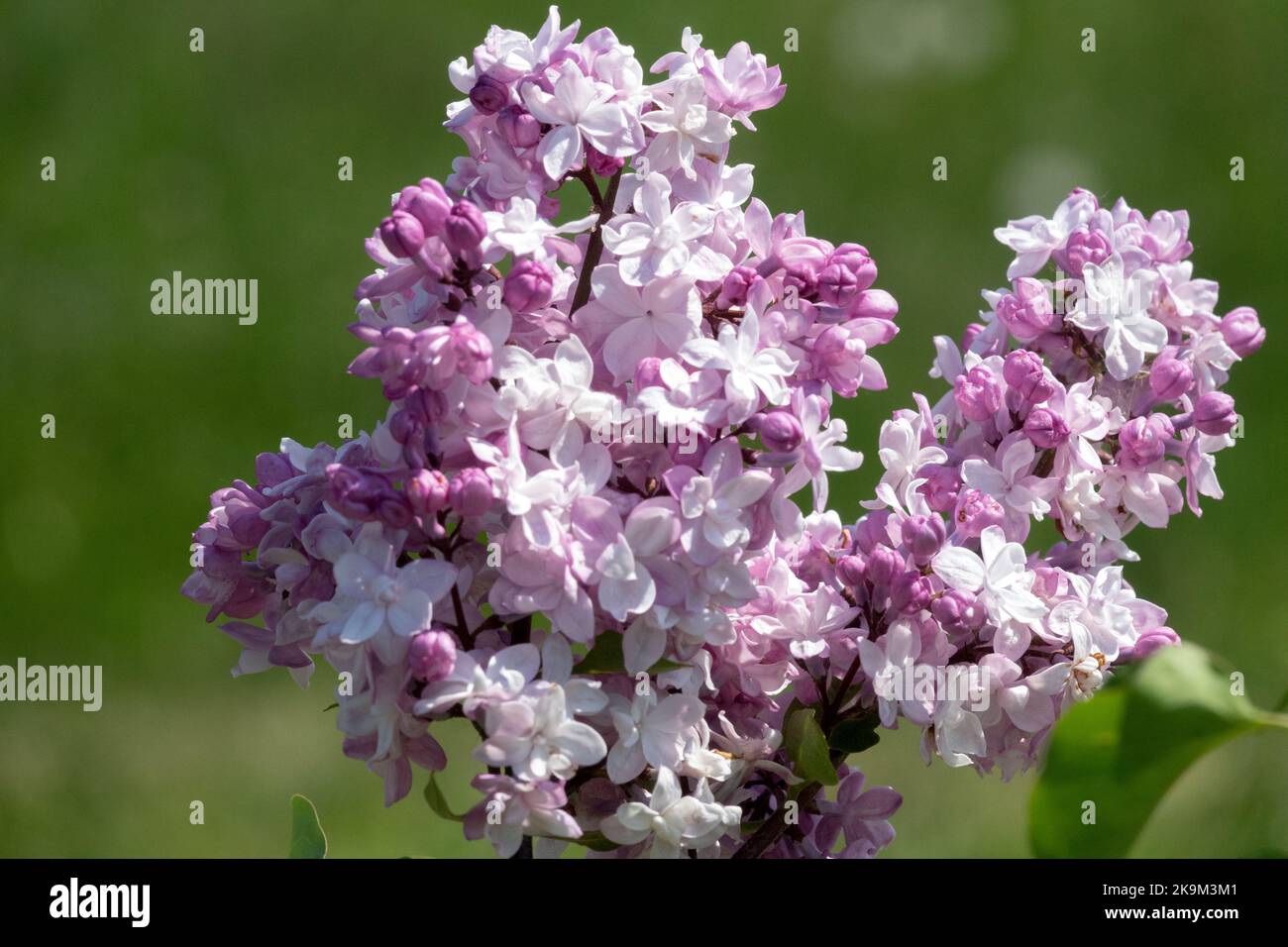 Gemeine Flieder, Blume, Hell, Lavendel, Farbe, Französischer Flieder, Syringa vulgaris „Sweetheart“, lebhaft, Blumen Stockfoto