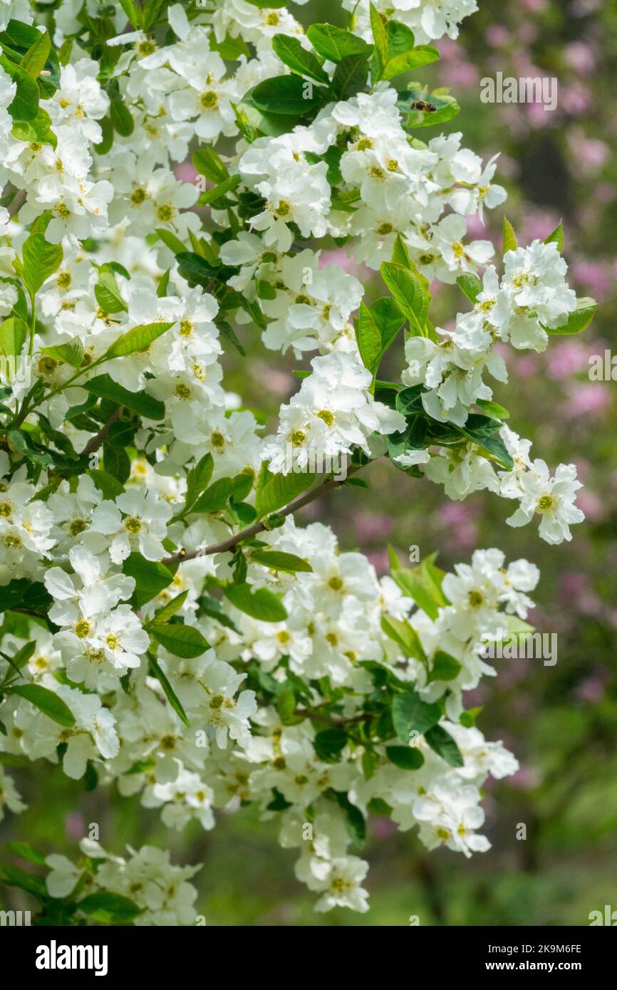 Blooming, Exochorda „Schneewittchen“, Blühen, Strauch, Perlenbaum Stockfoto