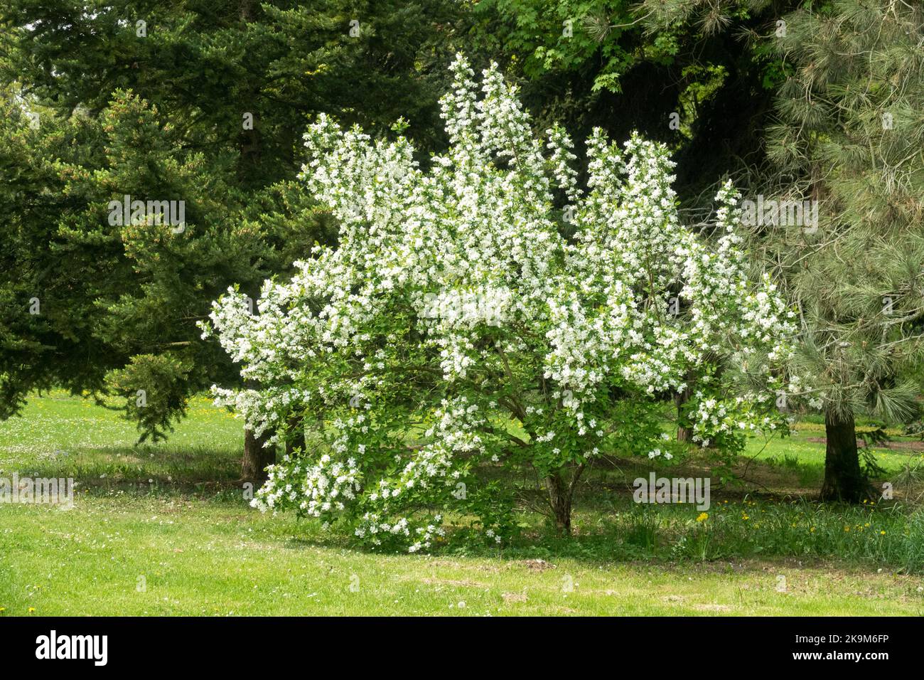 Pearl Tree, Exochorda serratifolia Snow White, Sawtooth Pearlbush, Exochorda serratifolia, Blooming, Spring, Weißer Baumgarten Stockfoto