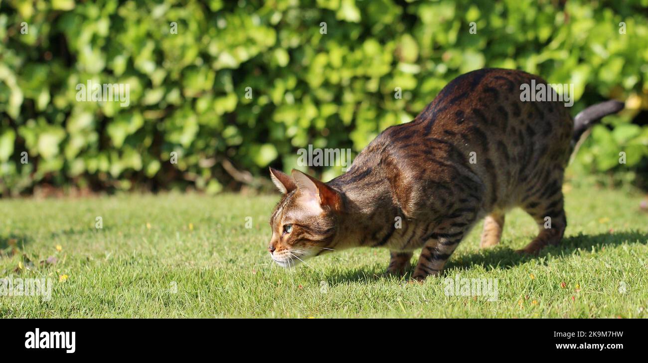 Busta und Blitz bengalen Brüder Stockfoto