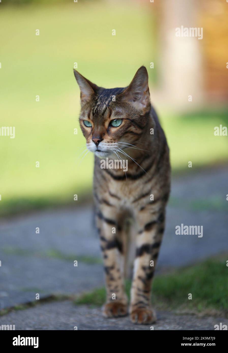 Busta und Blitz bengalen Brüder Stockfoto