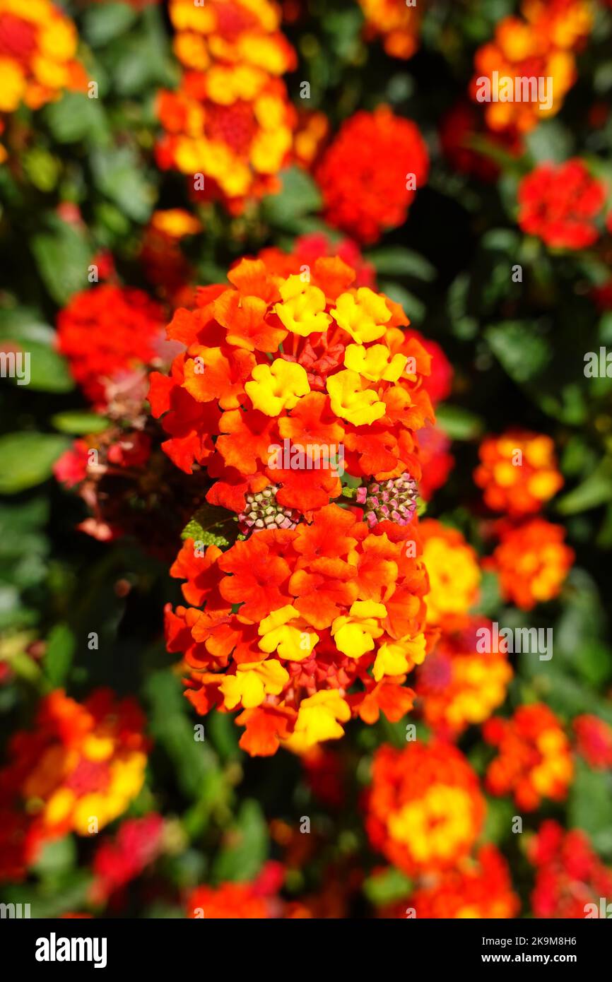 Lantana camara, Orange King, Republik Albanien Stockfoto