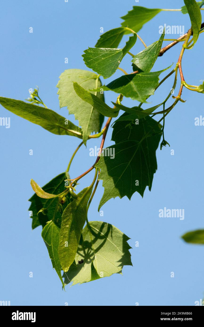 Mongolische Limette, Tilia mongolica, Limette, Blätter, Linden, Laub, Zweig, Tilia, Frühling, Pflanze Stockfoto