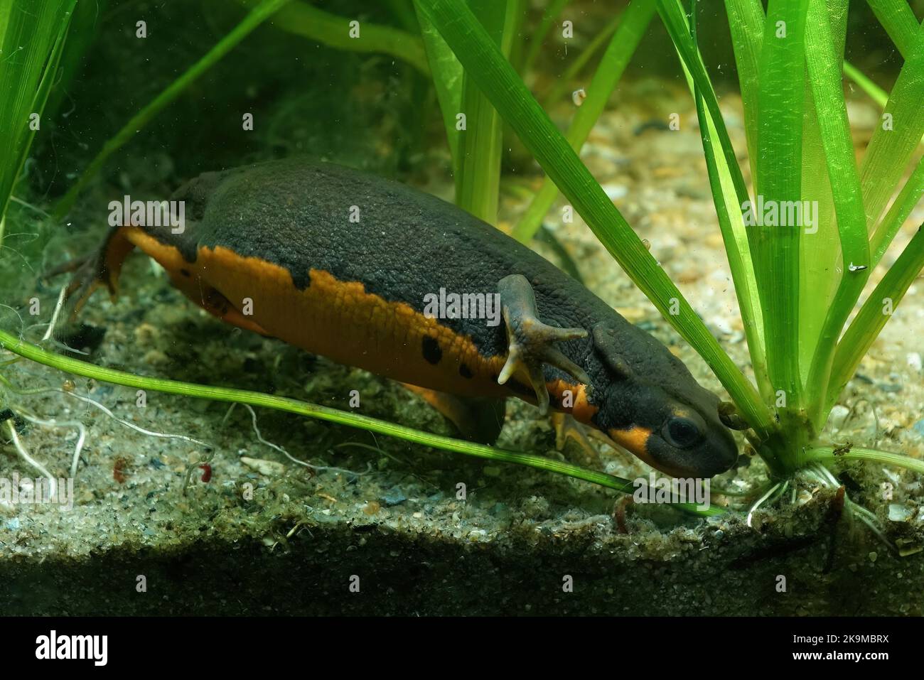 Nahaufnahme eines adulten weiblichen japanischen Feuerbauchmolchens aus Wasser, Cynops-Pyrrhogaster, der unter Wasser nach Nahrung sucht Stockfoto