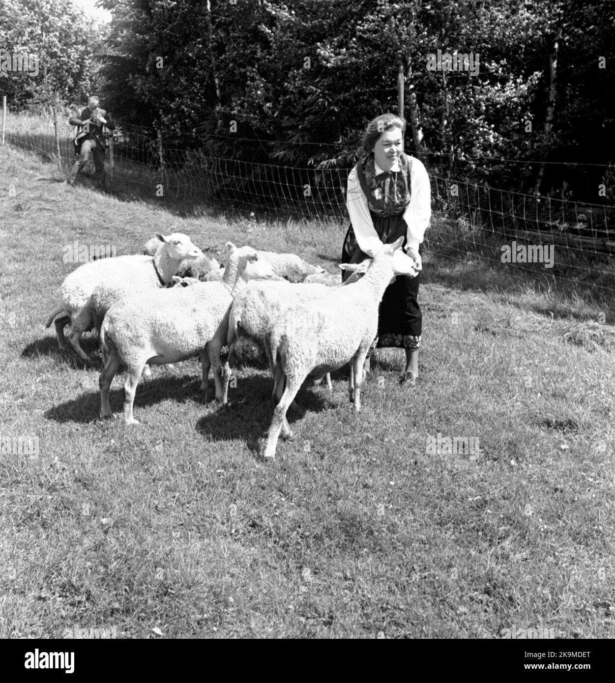 SNLC, Sunlit Nights Land Cruises. Dollarzug. Dalkulla mit Schafen. Stockfoto