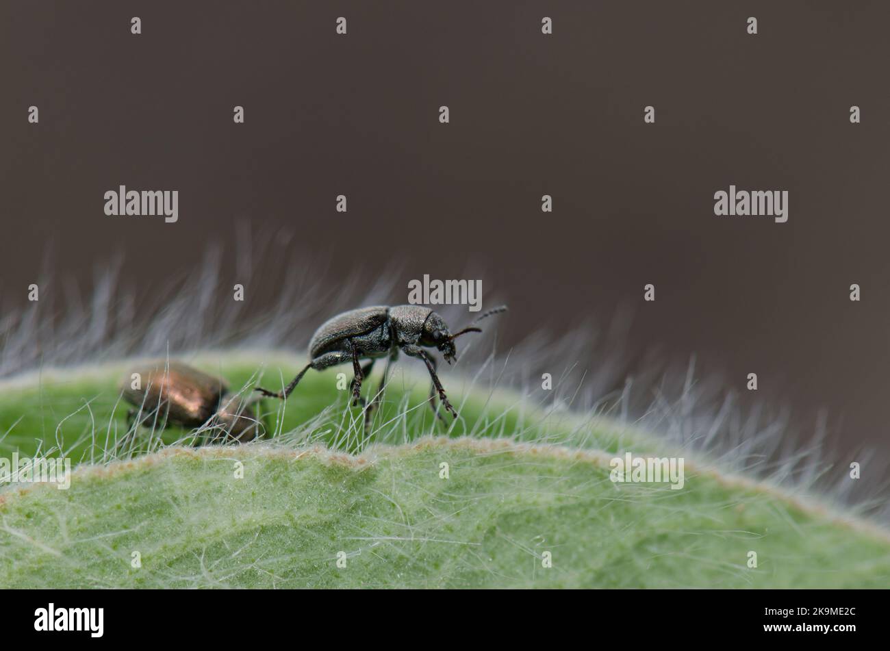 Blattkäfer Macrocoma obscuripes. Integral Natural Reserve von Inagua. Gran Canaria. Kanarische Inseln. Spanien. Stockfoto