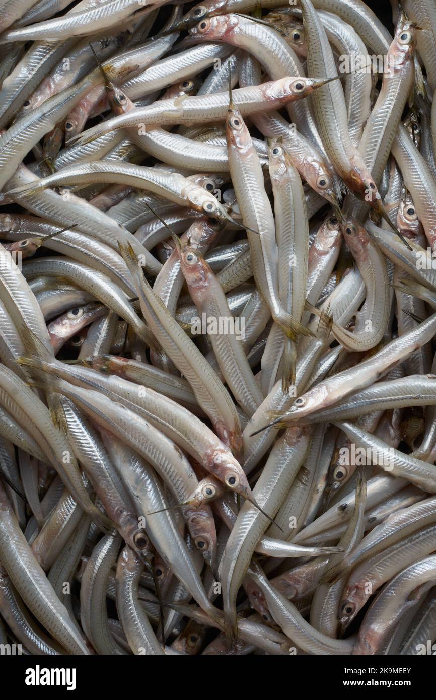 Frischer Fischfang, kleiner silberfarbener Nadelfisch auf dem Fischmarkt, Nahaufnahme von Salzwasserfischen im Vollformat, Futterhintergrund Stockfoto