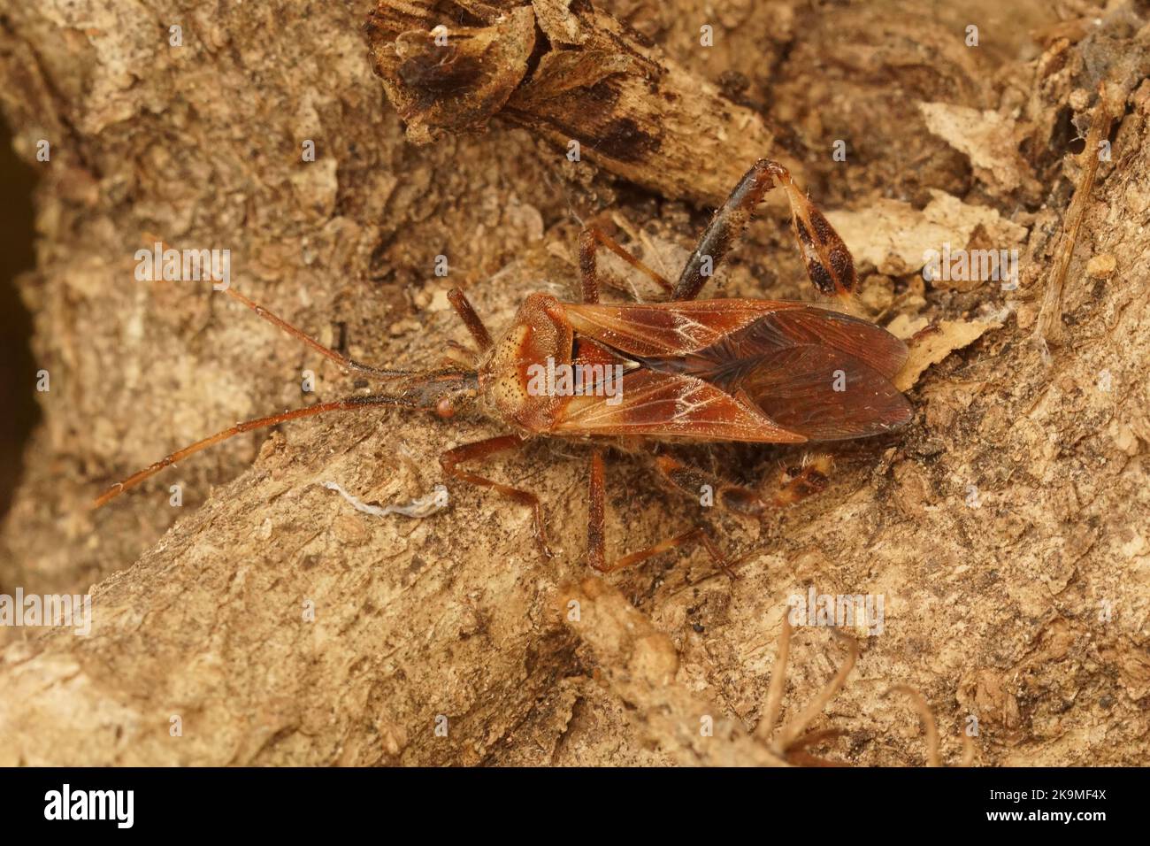 Detaillierte Nahaufnahme des westlichen Nadelbaumwurz Leptoglossus occidentalis Stockfoto