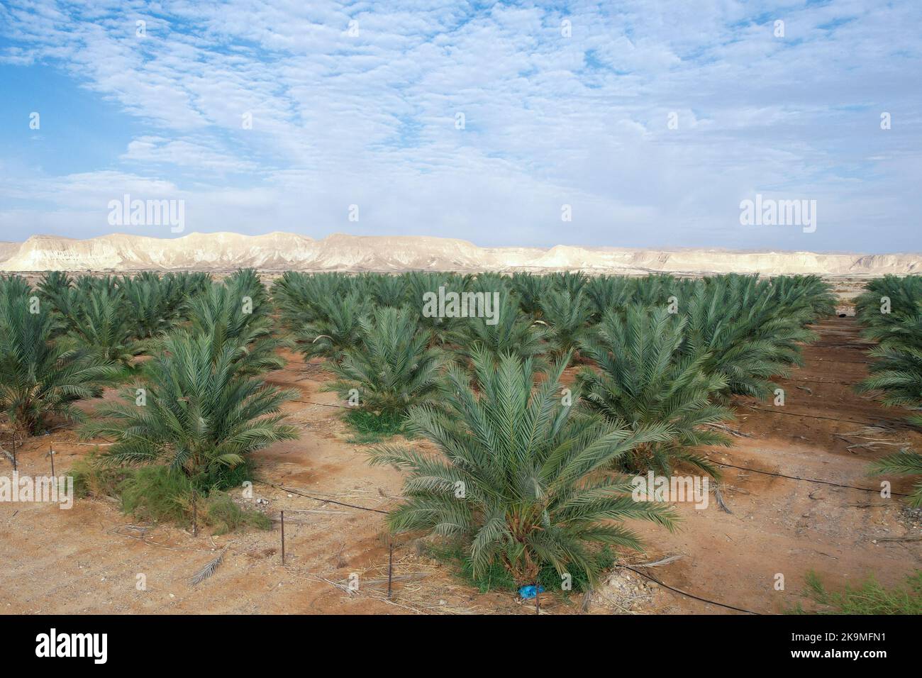 Wüstenlandwirtschaft. Große Dattelpalmen-Plantage in der Wüste. Stockfoto